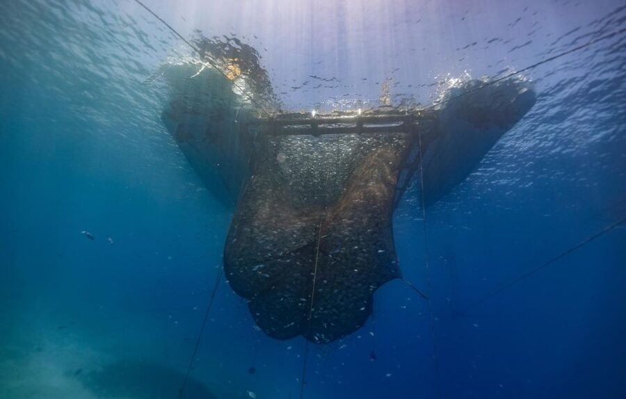 Kamiros Skala: Marine Life Experience by Boat - Should you book the Kamiros Skala marine life experience?