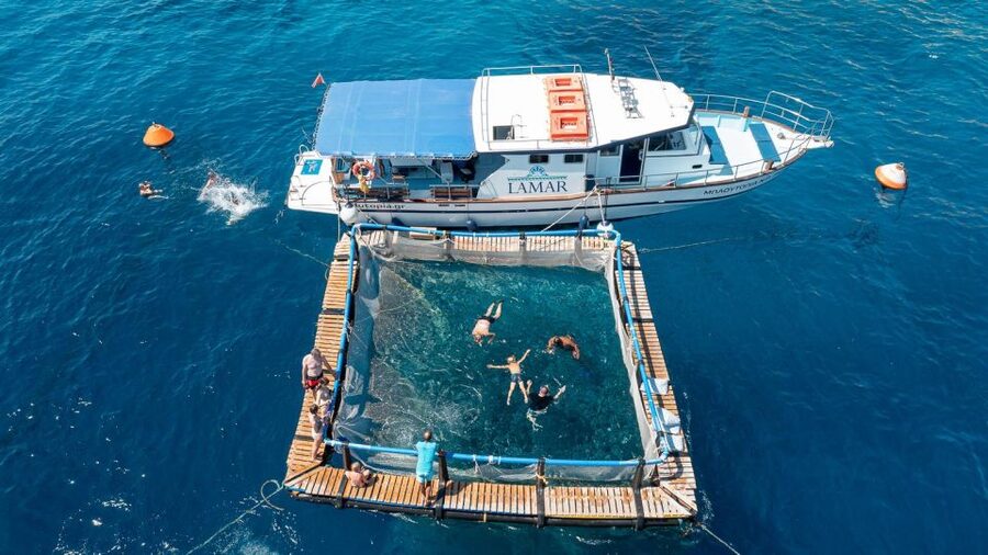 Kamiros Skala: Marine Life Experience by Boat - Dolphin watching with time to observe