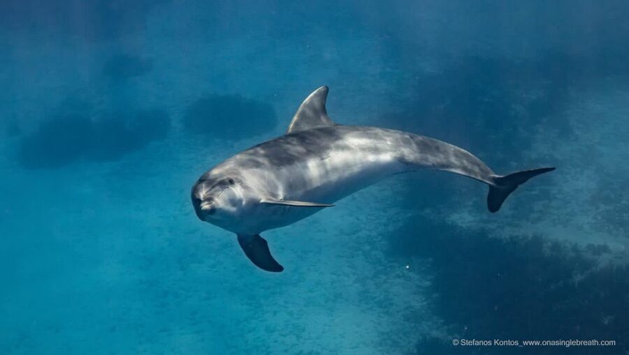 Kamiros Skala: Marine Life Experience by Boat - Looking for tuna without disturbing them