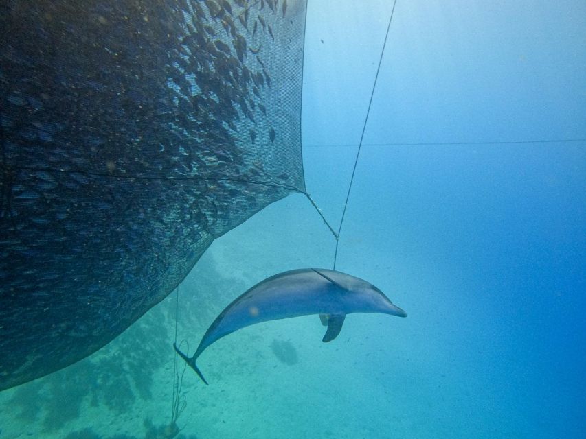Kamiros Skala: Marine Life Experience by Boat - How the timing and transport affect the value