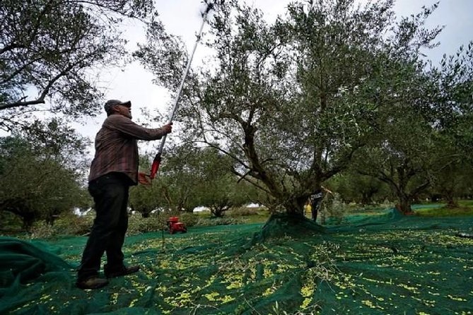 Katakolon Small Group Tour: Olympic site, Honey/Olive Oil Tasting - Should you book the Katakolon Olympia and tasting tour?