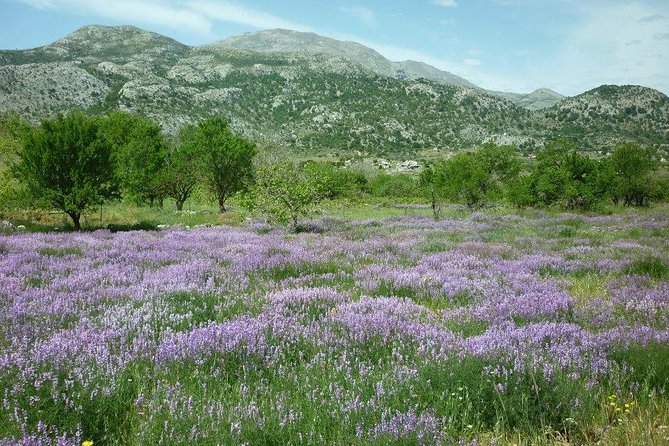 Katharo Route Tour from Agios Nikolaos - Kastamonitsa: Raki, Breakfast, and Village Rhythm