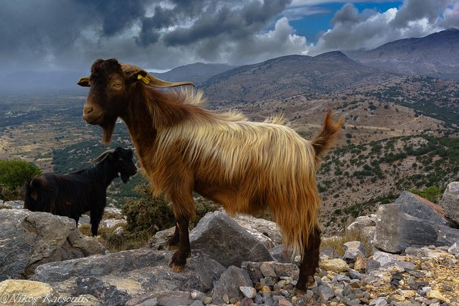 Katharo Route Tour from Agios Nikolaos - Lassinthos Eco Park and Traditional Handicrafts