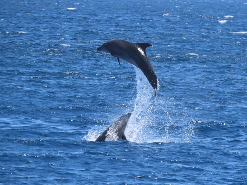 Kos: 3-Island Cruise with Lunch and Hotel Transfer - The Morning Pickup: Convenient, But Read the Details