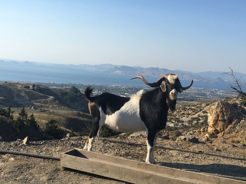 Kos: Full-Day Jeep Safari with Lunch - Key points to know before booking