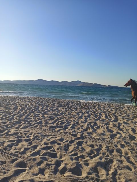 Kos: Horse Riding Experience on the Beach with Instructor - Around the salt lake and its birdlife