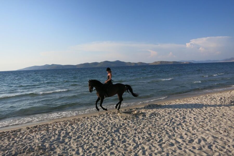 Kos: Horse Riding Experience on the Beach with Instructor - Who will enjoy this most?
