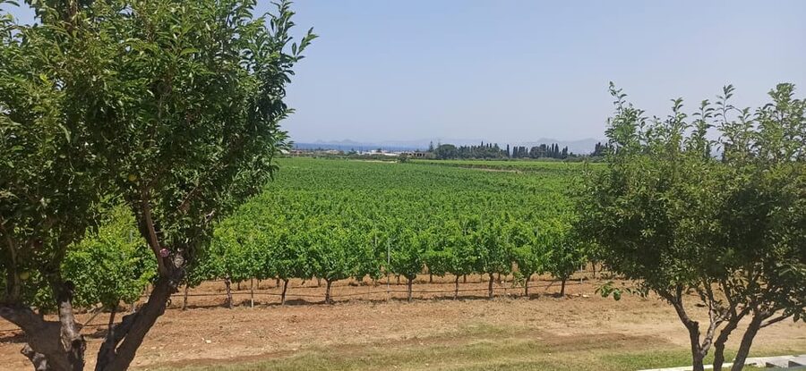Kos: Wineries Tour w/ Wine Tastings & Transportation - What you actually drink and eat