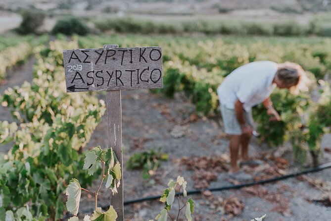 Kostantakis Winery - Milos Island Tour & Wine Tasting Experience - A small winery with a strong family story