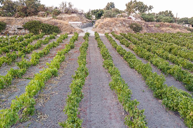 Kostantakis Winery - Milos Island Tour & Wine Tasting Experience - Getting to the winery from Pollonia