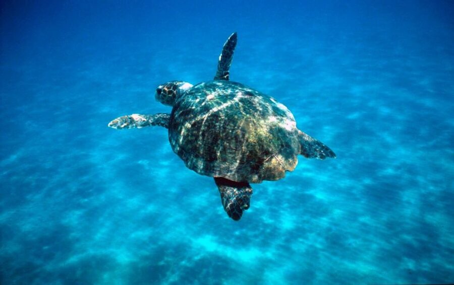 Laganas Zakynthos: Marathonissi, Keri Caves and Turtles Spot - Key points to know before you go