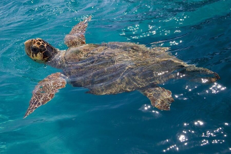 Laganas Zakynthos: Marathonissi, Keri Caves and Turtles Spot - Who should book this Laganas boat trip?