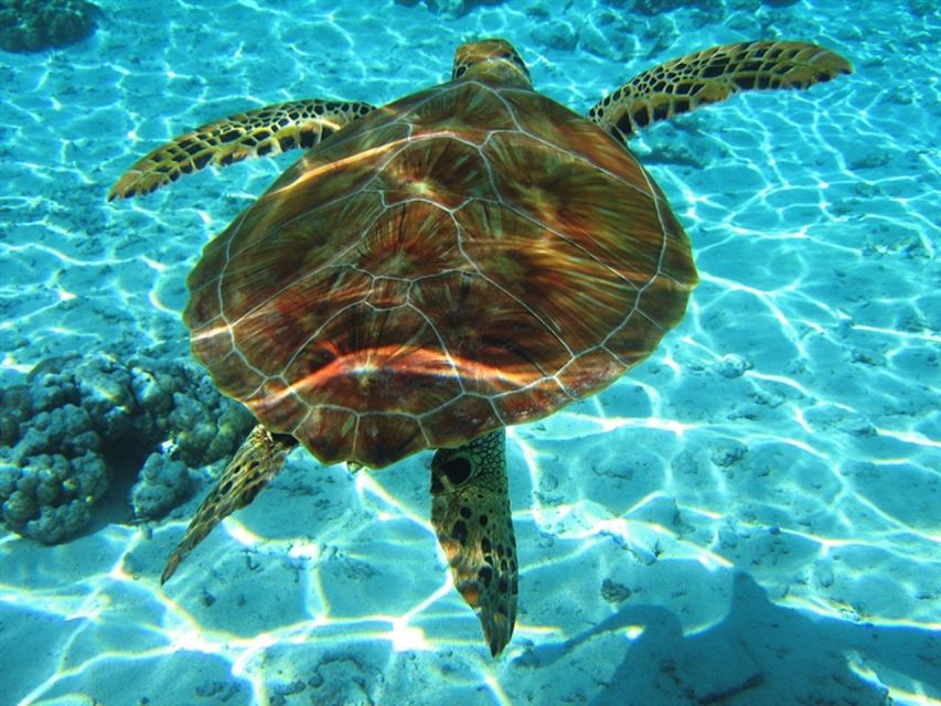 Laganas Zakynthos: Marathonissi, Keri Caves and Turtles Spot - Starting from Laganas Beach