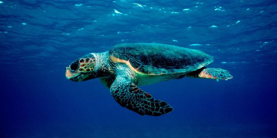Laganas Zakynthos: Marathonissi, Keri Caves and Turtles Spot - Turtle watching with realistic expectations