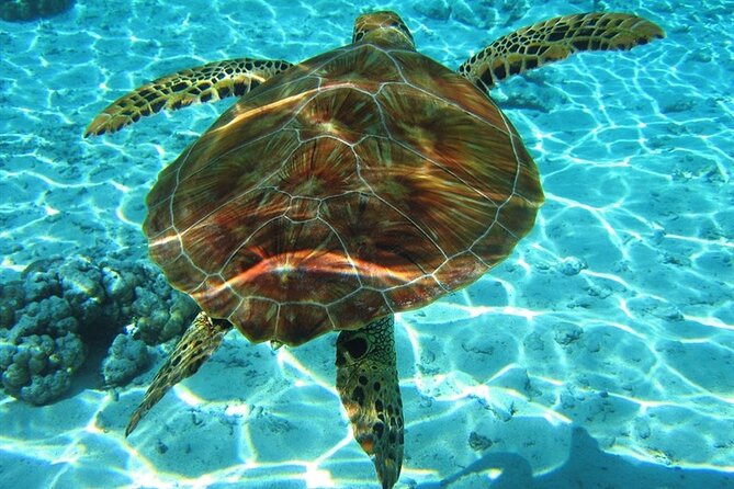 Laganas Zakynthos: Marathonissi, Keri Caves and Turtles Spotting - Key points to know before you book
