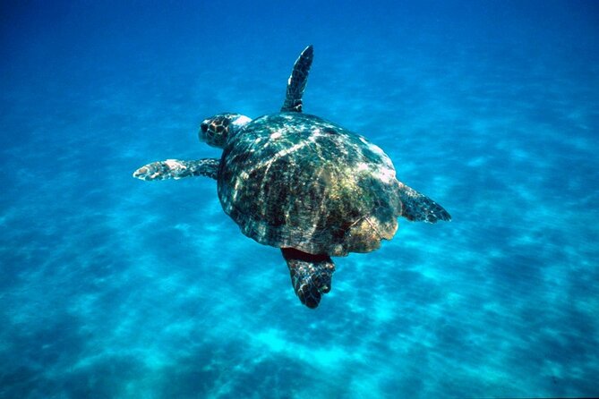 Laganas Zakynthos: Marathonissi, Keri Caves and Turtles Spotting - Oasis Bay and the final swim