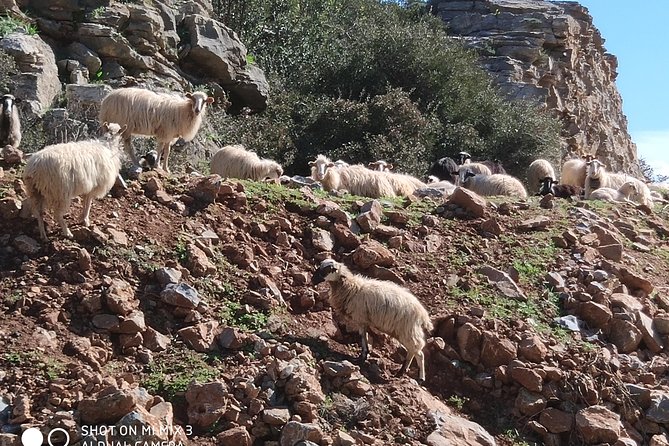 Lasithi –Plateau Traditional Vilages - Lasithi Plateau and the old windmill country
