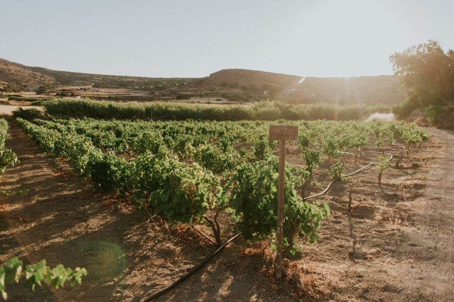 Milos Island: Kostantakis Winery Wine Tasting Experience - The cave cellar is the memorable stop