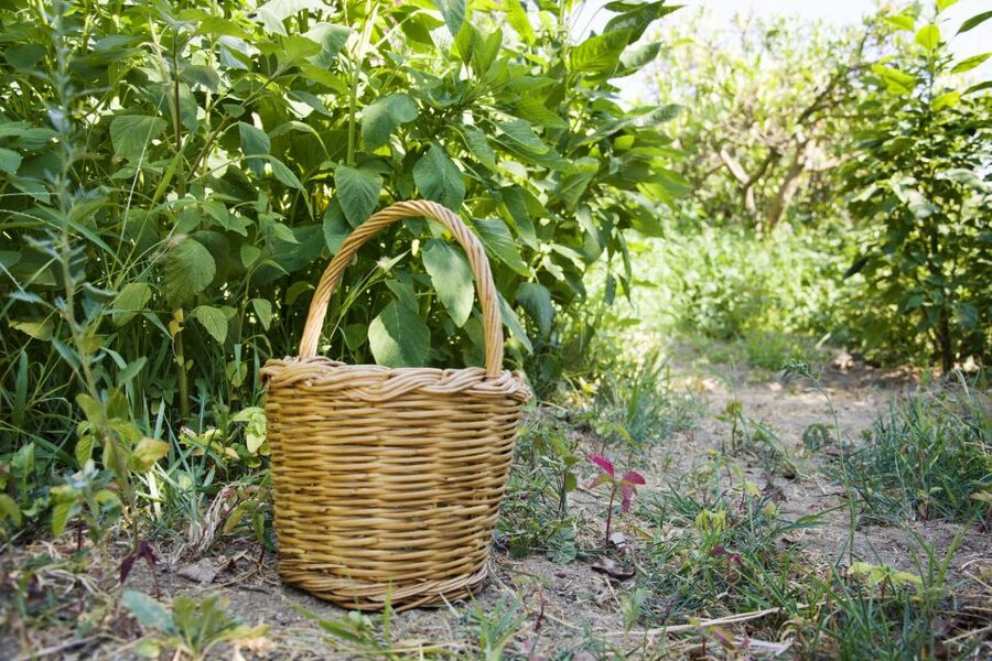 Naxos: Half-Day Cooking Class at Basiliko Family Tavern - Walking the garden before cooking