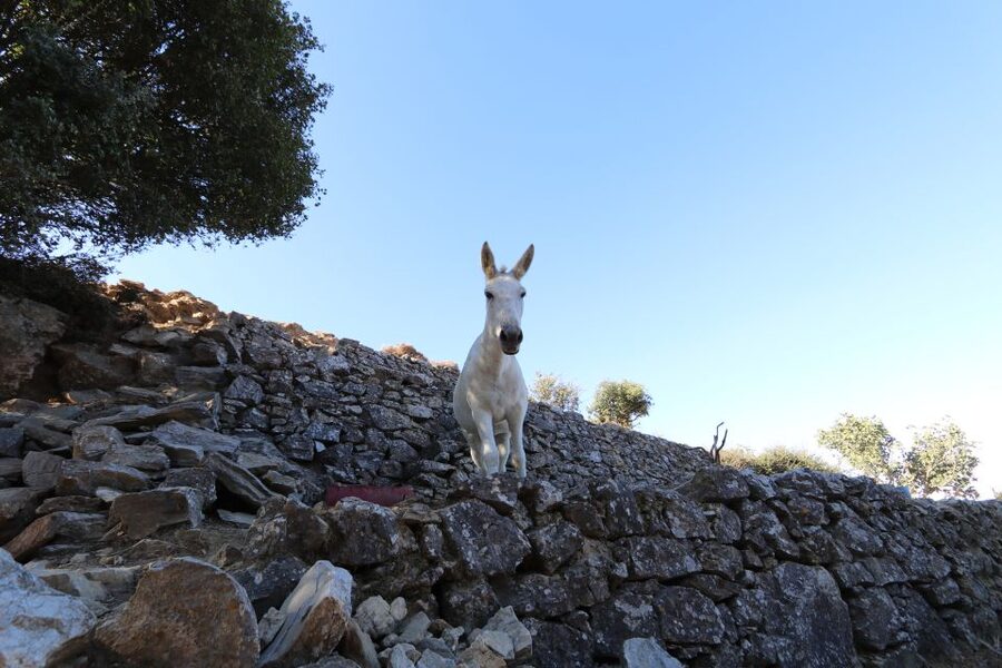 Naxos: Hike to the Top of Mount Zas with a Guide - The picnic is a genuine part of the value