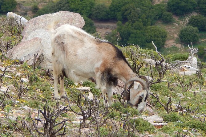 Naxos: Hike to the Top of the Cyclades - Mount Zas - The summit and its 360-degree reward
