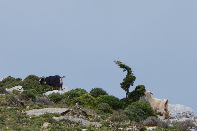 Naxos: Hike to the Top of the Cyclades - Mount Zas - How much value do you get for $102.58?