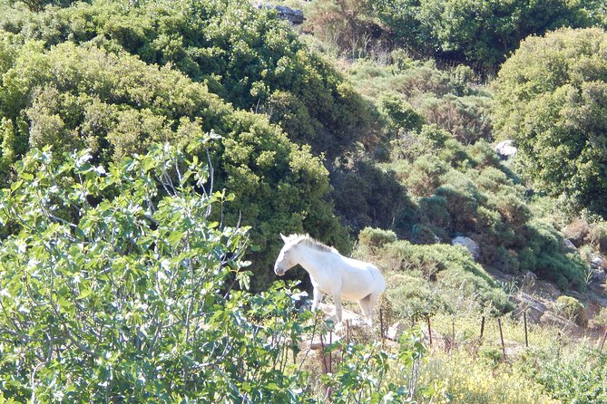 Naxos: Hike to the Top of the Cyclades - Mount Zas - Walking the ancient trail toward the summit