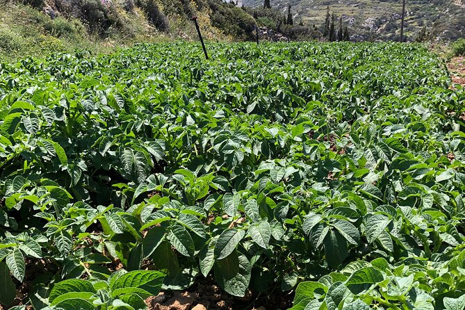 Naxos Perivoli Farm Experience & Wood-fire Cooking Class - Naxos potatoes, fruit trees, vines, and seasonal picking