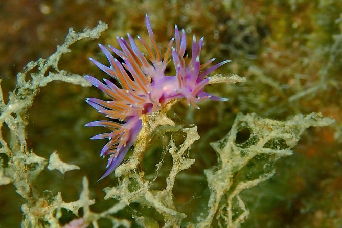 Nima Diving Center, Naxos, Greece - Who should book this experience