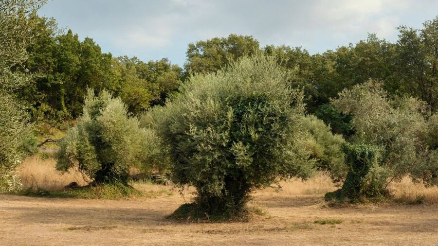 North Corfu: Olive Tour with Olive Oil Tasting and Mezze - The old olive press and the changing way oil is made