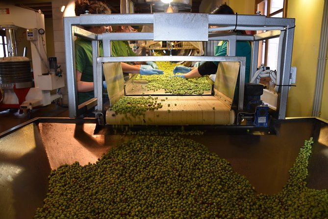 Olive Oil Tasting Tour - Starting beneath the olive trees in Epanos Archanes