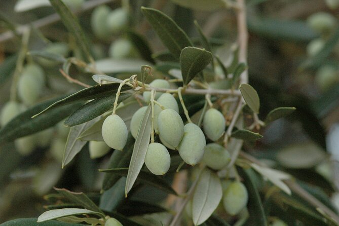 Olive Oil Tasting Tour - What the private format changes