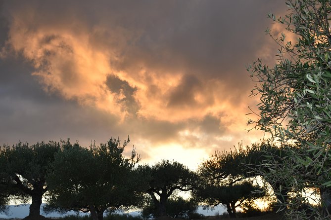 Olive Oil Tasting Tour - Is $19.36 a fair price?