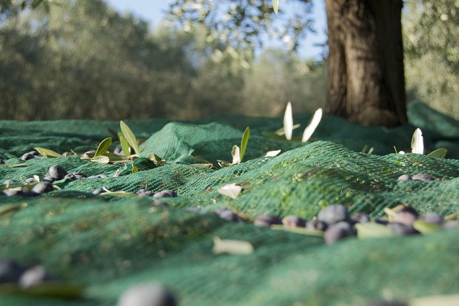Olympia Shore Ex: Olympic site, Honey Farm & Olive Oil Tasting - The pace, group size, and guide quality