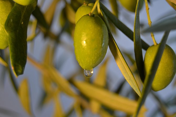 Olympia Shore Ex: Olympic site, Honey Farm & Olive Oil Tasting - Practical advice for a smoother day