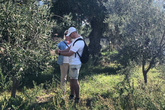Organic Olive Grove tour & Olive oil tasting & lunch in Kalamata! - Timing, Seasons, and Afternoon Visits