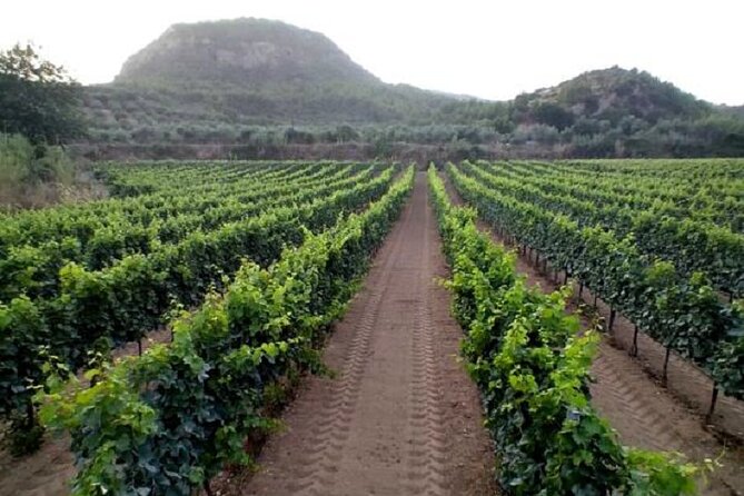 Private Excursion to Ancient Olympia - bee farm & winery - Olympia Land Winery and regional tasting