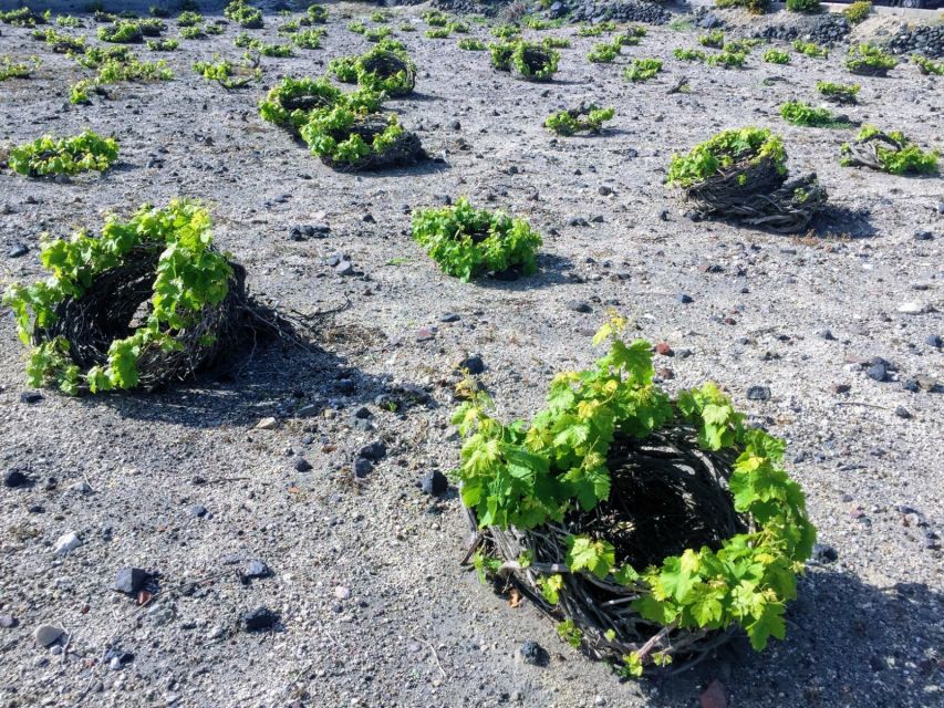 Private Group Visit to Akrotiri & 3 Wineries with Tastings - Practical details before you reserve