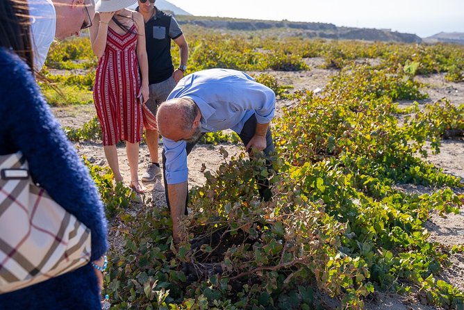 Private Santorini Wine Roads Tour with Tastings - How much wine will you taste?