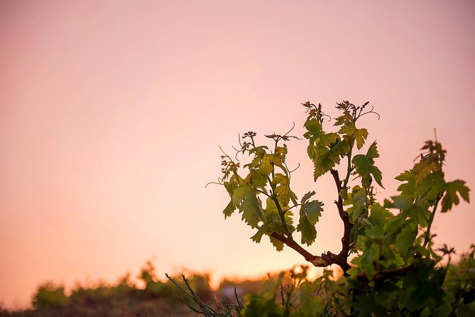Private Santorini Wine Roads Tour with Tastings - A good way to see more than the caldera