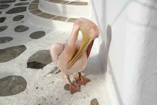 Private Tour: 4 Hours Mykonos Island Tour - Like a Local - Ftelia and the private chapel