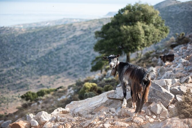 PRIVATE-Zeus Cave-Knossos-Olive oil Factory-Traditional Villages. - Lyrarakis Winery and five local wines