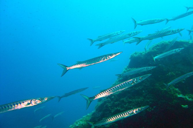 Qualified Diver 1 Tank Dive in Mykonos - Key points at a glance