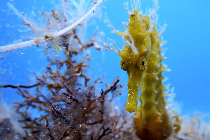 Qualified Diver 1 Tank Dive in Mykonos - What your three hours in Mykonos look like