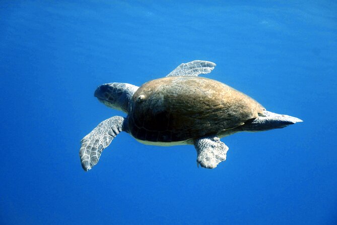 Qualified Diver 1 Tank Dive in Mykonos - Equipment, showers, towels, and what to pack