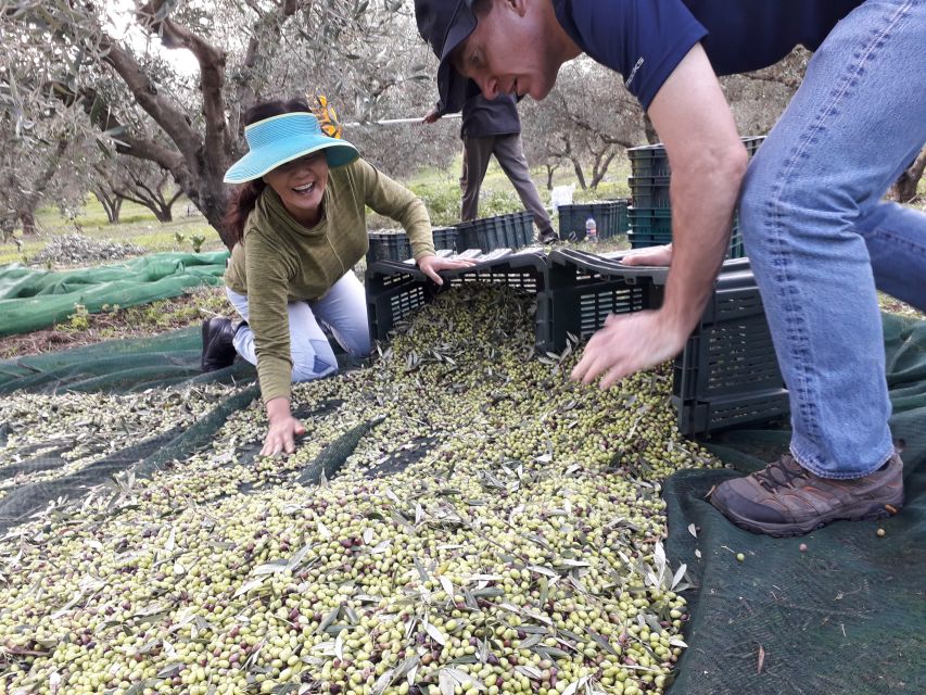 Rethymno: Olive Oil Tasting with Cretan Food Pairing - Cretan Olive Oil Culture Beyond the Tasting Table