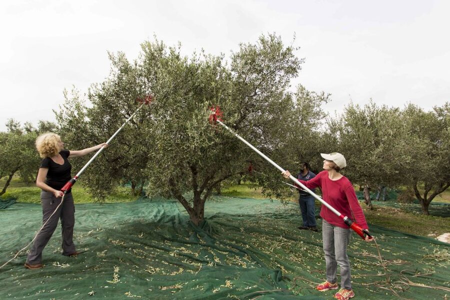 Rethymno: Olive Oil Tasting with Cretan Food Pairing - The Walk Through the Ancient Olive Grove