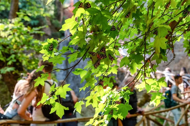 Rhodes: Butterfly Valley Half-Day Bus Trip - From Rhodes hotels to a cool forested valley
