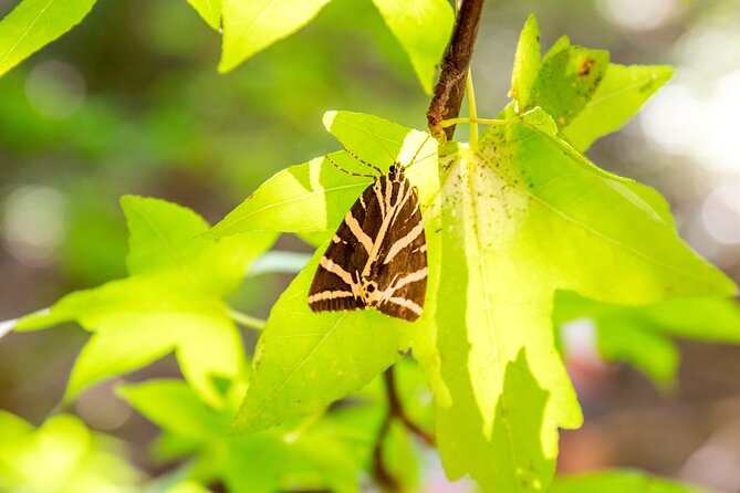 Rhodes: Butterfly Valley & Seven Springs Nature Day Trip - Who should book this day trip?