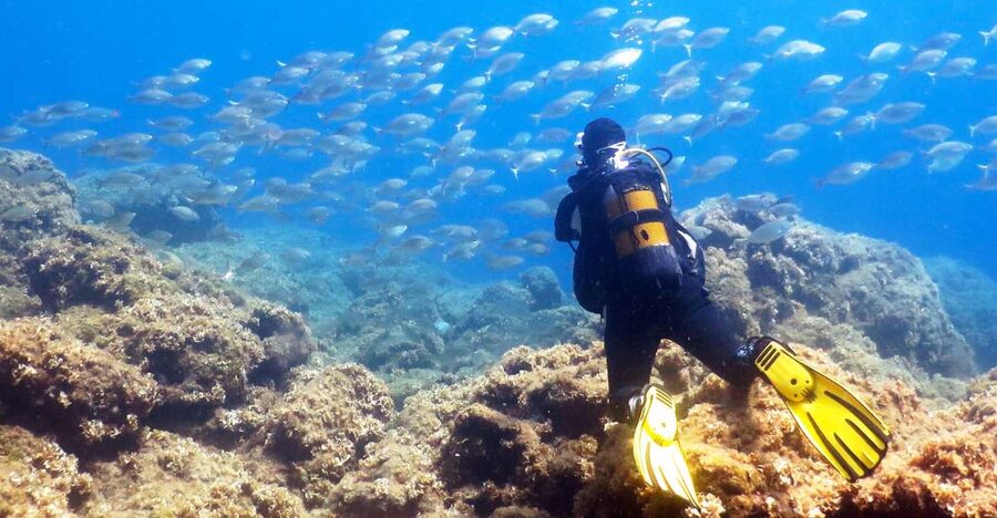 Rhodes: Diving Adventure for Beginners and Experts - Meeting at The Waterhoppers or SEA Shuttle